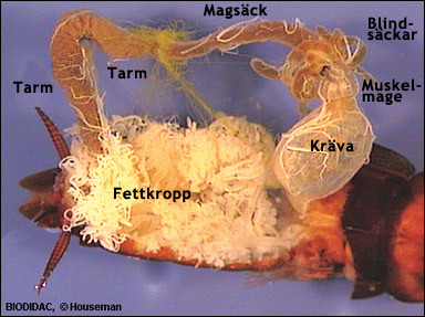 Fettkroppen hos en kackerlacka