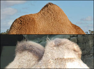 Pucklar av en enpucklig och en tvåpucklig kamel