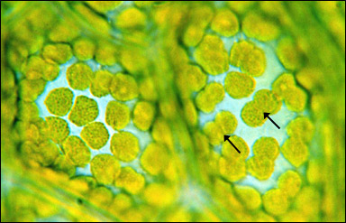 Kloroplaster i celler hos en mossa
