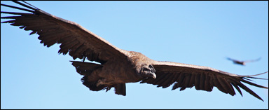 Andinsk kondor (Vultur gryphus)