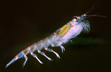 Krill, lysräkor, utgör en mycket viktig del av ekosystemet i kalla hav