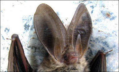 Huvudet på en långörad fladdermus (Plecotus auritus)
