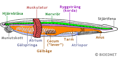 Lansettfiskens anatomiska uppbyggnad