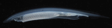 Lansettfisk (släktet Branchiostoma)