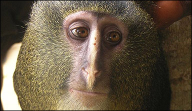 Lesulan, en apa från det inre av Kongo