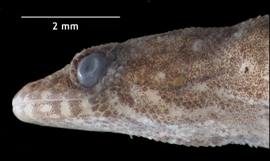Geckoödlan Sphaerodactylus ariasae