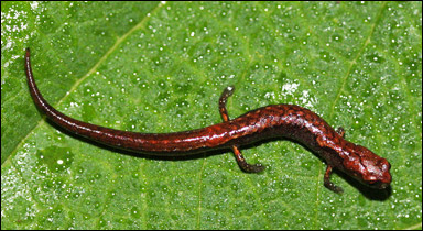 Salamandern Thorius arboreus