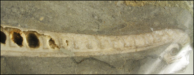 Fossilt skal av utdöd bläckfisk