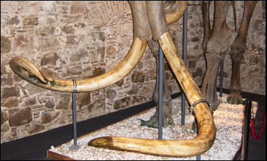 Ett mammutskelett med gigantiska betar