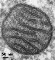 Elektronmikroskopisk bild av mitokondrie