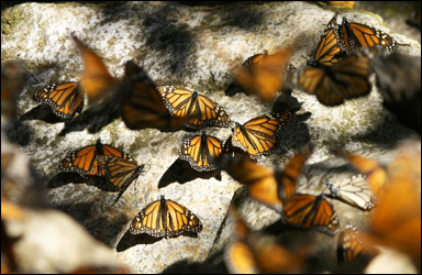 Övervintrande monarkfjärilar (Danaus plexippus) i Mexiko