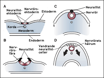 Nervsystemets anläggning i det tidiga embryot