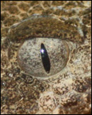 Ormöga med lodrät spaltformad pupill