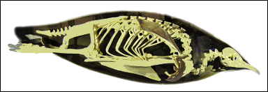 Simmande pingvin med schematiskt utritat skelett