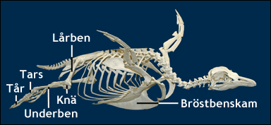 Skelettet av en pingvin