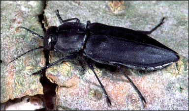 Praktbaggen Melanophila acuminata