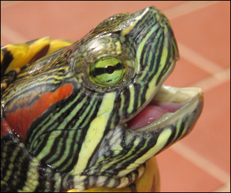 Rödörad vattensköldpadda (Trachemys scripta elegans)