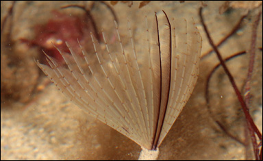 Den rörbyggande havsborstmasken Sabella pavonina