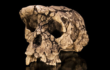 Sahelanthropus tchadensis, kanske det äldsta kända människofossilet