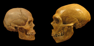 Jämförelse mellan modern människa och neandertalare