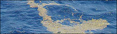 Sträng av tång flyter omkring i Sargassohavet