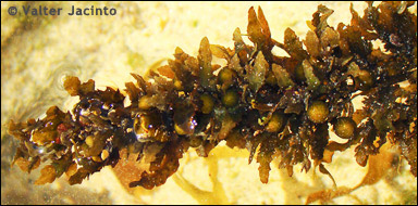Sargassotång (Sargassum vulgare)