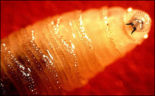 Larven av Cochliomyia hominivorax, kallad screw-worm