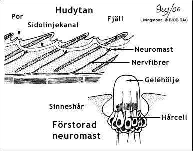 Sidolinjesystemets struktur hos en fisk