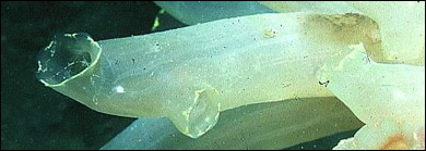 Vuxet exemplar av sjöpungen Ciona intestinalis