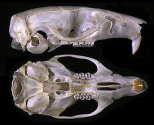 Skalle av brun råtta (Rattus norvegicus)
