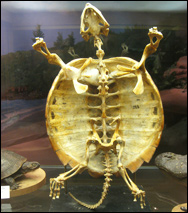 Skelett av sköldpadda