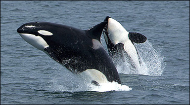 Späckhuggare (Orcinus orca)