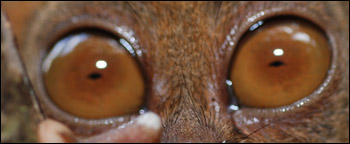 Spökdjur saknar ögonvitor
