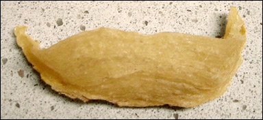 Boet av en salangan, råvaran till äkta svalbosoppa