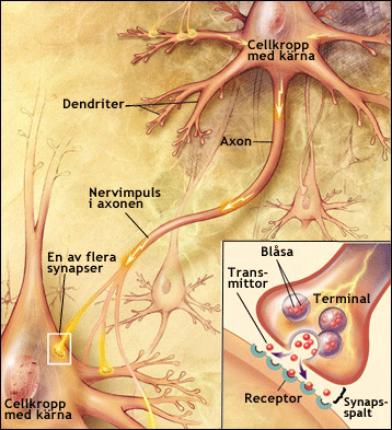 Nervceller med synapser