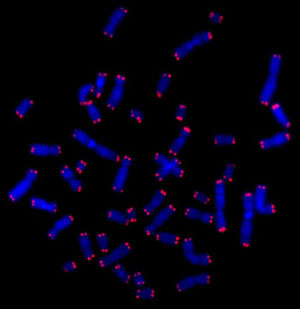 Kromosomer med telomerer