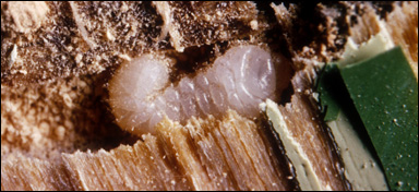 Larv av strimmig trägnagare (Anobium punctatum)