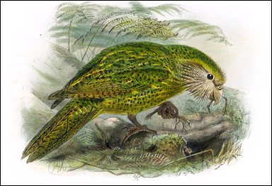 Ugglepapegoja eller kakapo  (Strigops habroptilus)