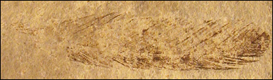 Fossil fjäder av urfågeln, Archaeopteryx