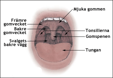 Munhålan med mjuka gommen, gomspenen och de båda gomvecken
