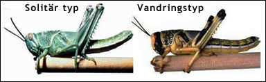 Ökengräshoppan (Schistocerca gregaria) i solitär fas och i vandringsfas
